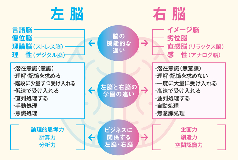 右脳左脳機能